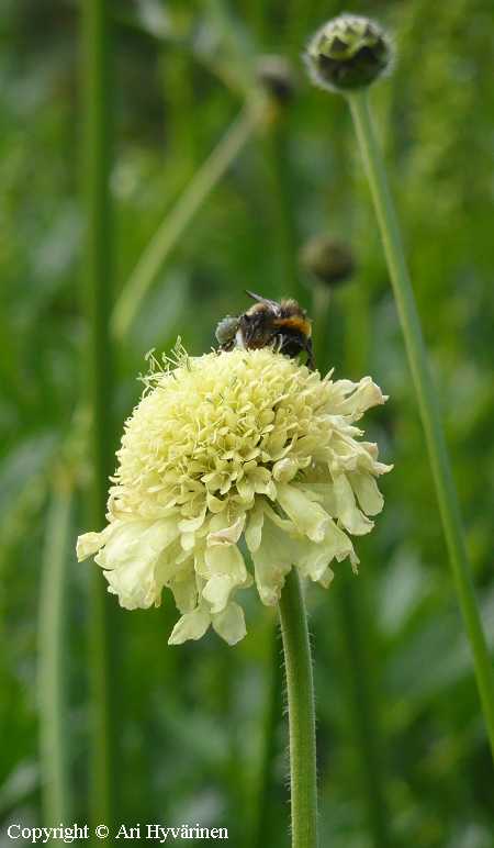 Cephalaria gigantea, kaukasiankirahvinkukka